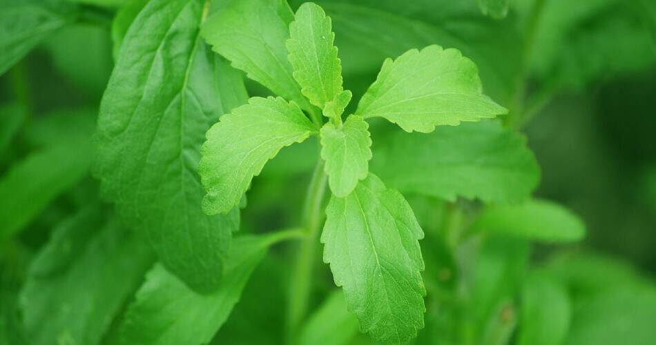 Stevia ist vielleicht einzigartig unter den Lebensmittelzutaten, da es keine Kalorien enthält.